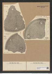 Aulacodiscus margaritaceus Ralfs (de-Toni-Nr.: Genus 182, Species 4515) Zeichnungen Sammlung Grunow Nr. 8087 (NHMW-BOT-W0377419)